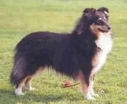 Bild laden 1087_QuasheeHiOPinion.jpg