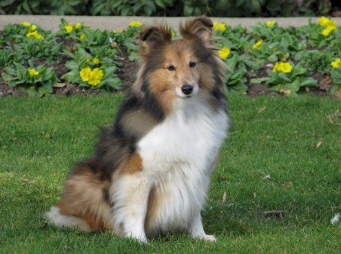 Bild laden 1123_EllenyornQueensRapsodyAtTachnamadra.jpg