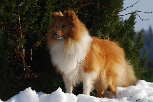 Bild laden 1125_DoubleScotchWiskydesRomarinsdeMayerling.jpg