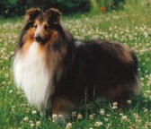 Bild laden 1251_DonaldDuckvomTwistesee.jpg