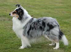 Bild laden 13287_ShelridgeMaidYouLaughWithMistmere.jpg