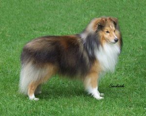 Bild laden 13308_JanetstownJogalong.jpg