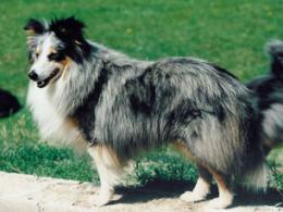 Bild laden 1336_GlenmistBlueDomino.jpg