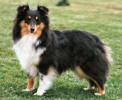 Bild laden 1351_LaVieenRosevSGWaldkl.JPG