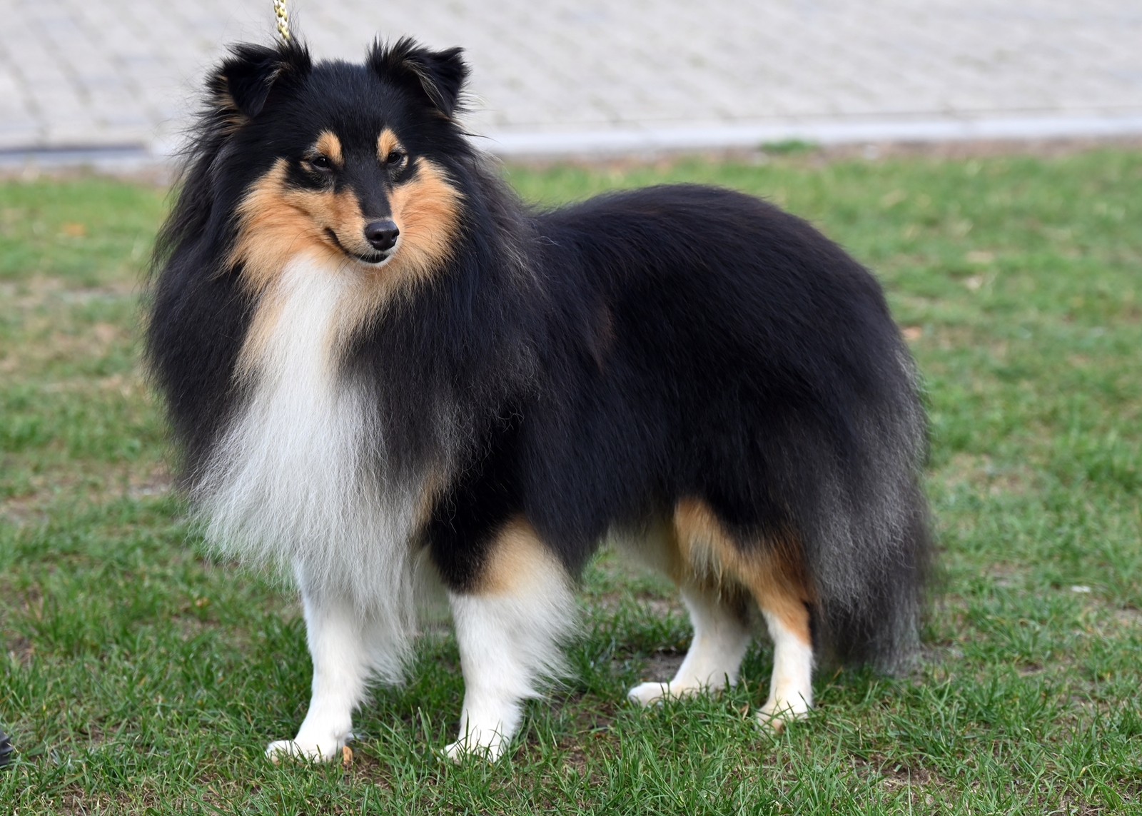 Bild laden 14992_SSCD.JPG