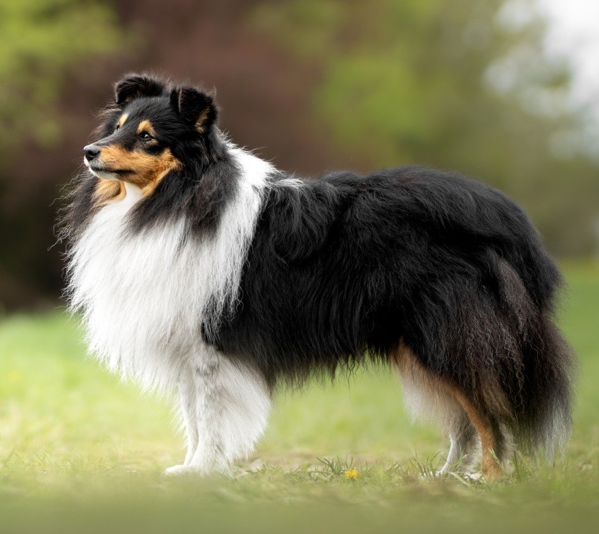 Bild laden 15411_HollysDreampawsHarryHerzblatt1.jpg