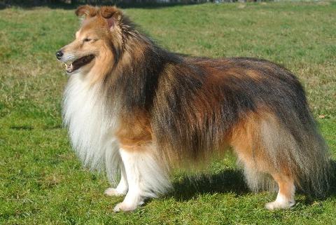 Bild laden 1561_VDHZBrHSHE20752SheepdogsGalleryAskForMe.jpg