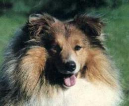 Bild laden 1566_IvickWhitegolddelErette.jpg