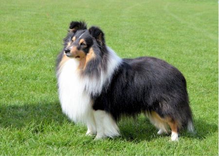 Bild laden 1569_MistmereBlackthornatShelridge.jpg