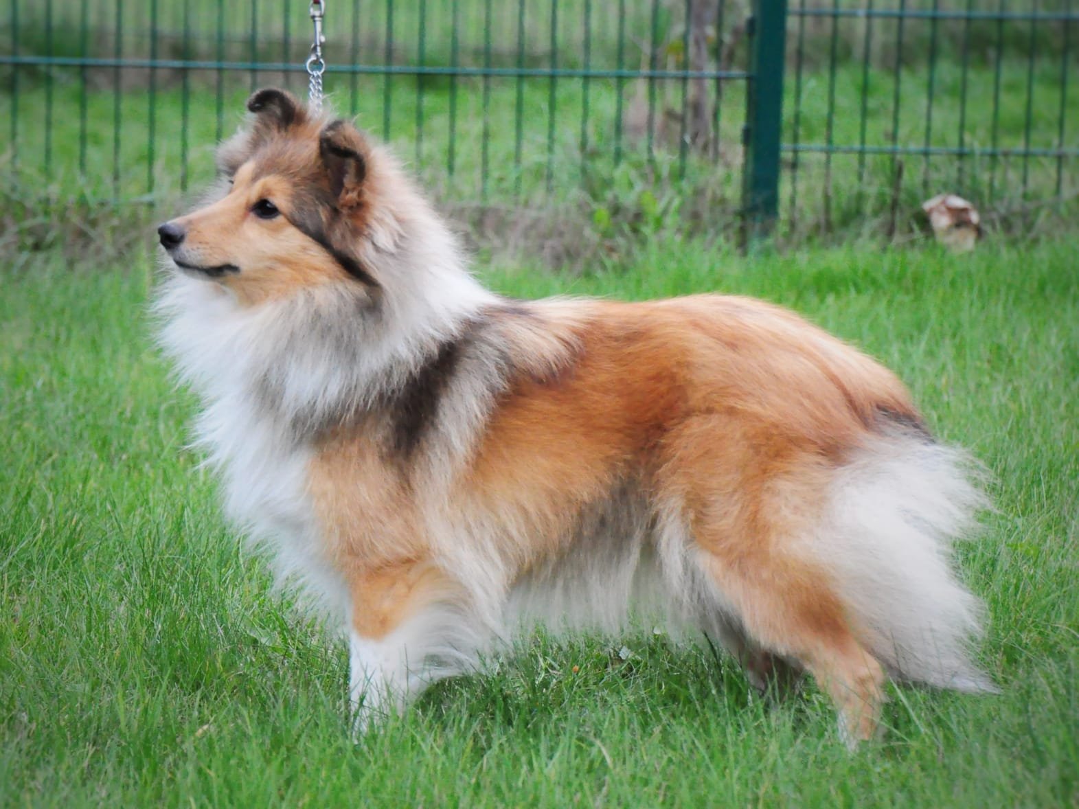 Bild laden 1776_Wispi.jpg