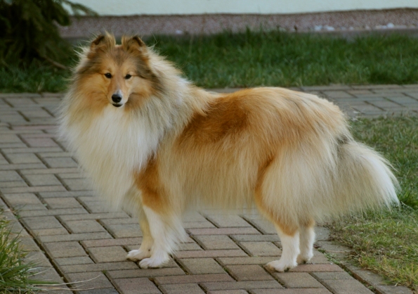 Bild laden 1849_Passion.JPG