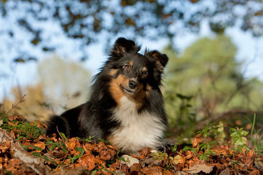 Bild laden 1917_Zuri.jpg