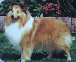 Bild laden 239_MehalahMerryMan.jpg