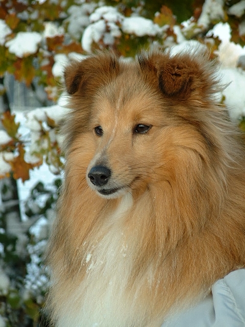 Bild laden 280_SweetBillyBoyo_theHighlands.jpg