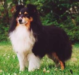 Bild laden 300_FaradaleFrisbeeforGrandgables.jpg