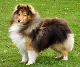 Bild laden 305_OreanRainbowWarrior.jpg