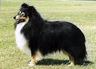 Bild laden 57_BlenmerrowBarnaby.jpg