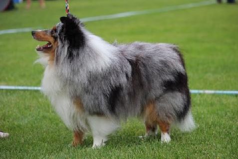 Bild laden 677_VDHSSCD1159DannybluequigagnenttoutlesQoeur.JPG