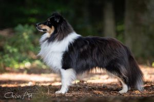 Bild laden 6914_VictoryStormofMagicWorld.jpg