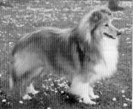 Bild laden 707_ShelridgeSocrates.jpg