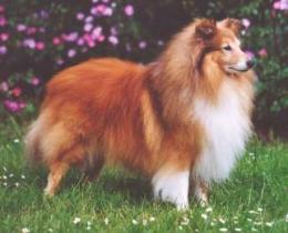 Bild laden 927_MisterMagooofBlueTails.jpg